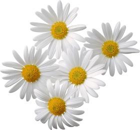 Camomile Group png transparent