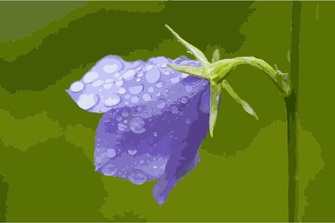 Campanula with waterdrops png transparent