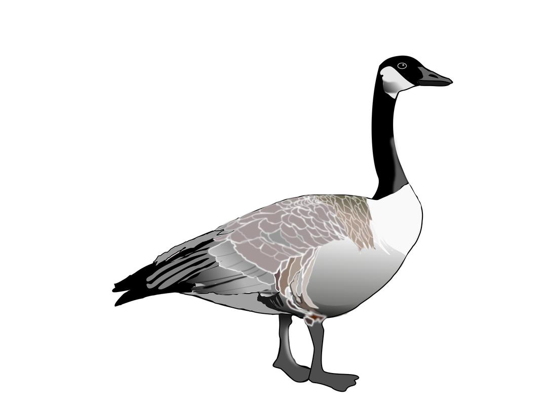 Canadian Goose png transparent