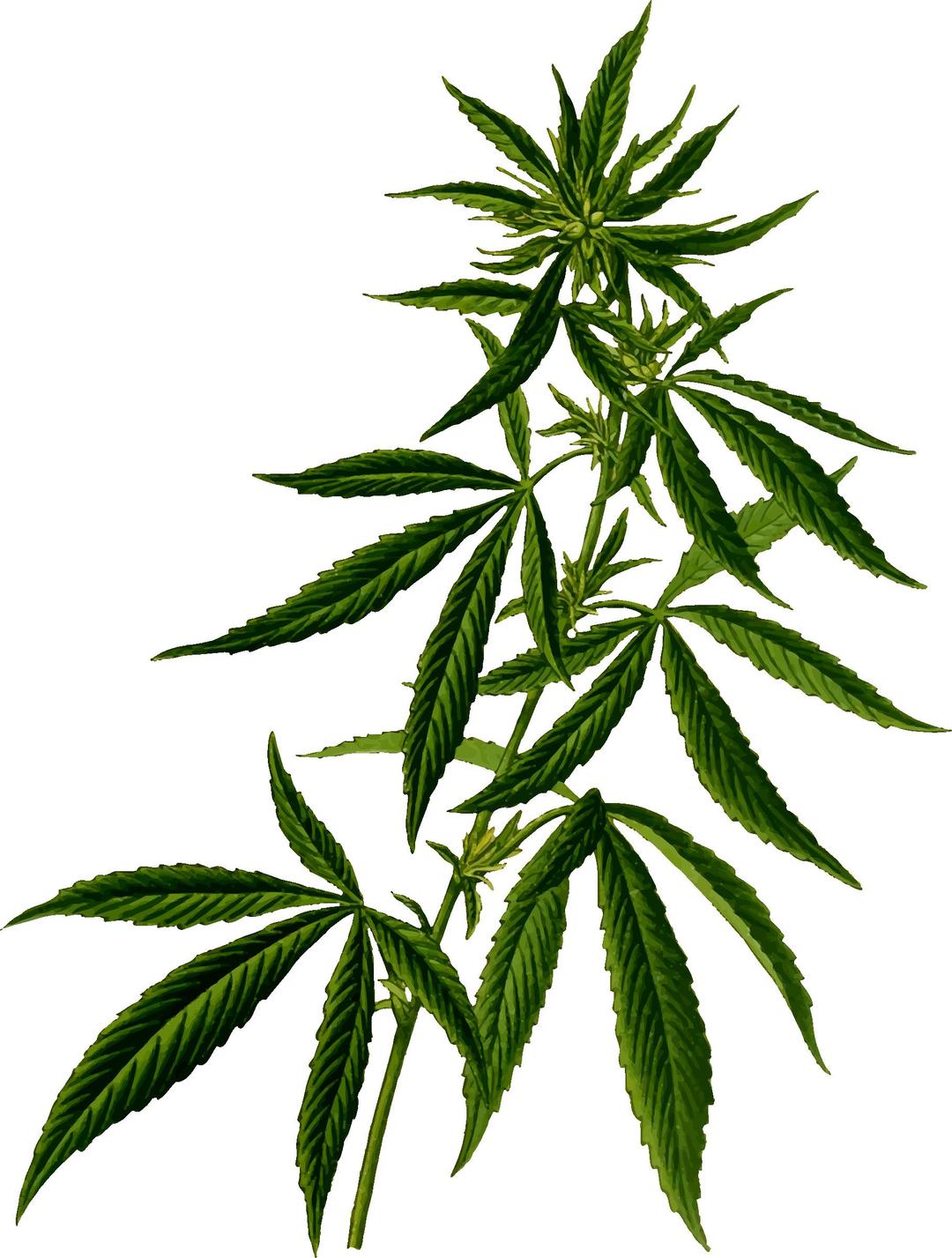 Cannabis 2 png transparent