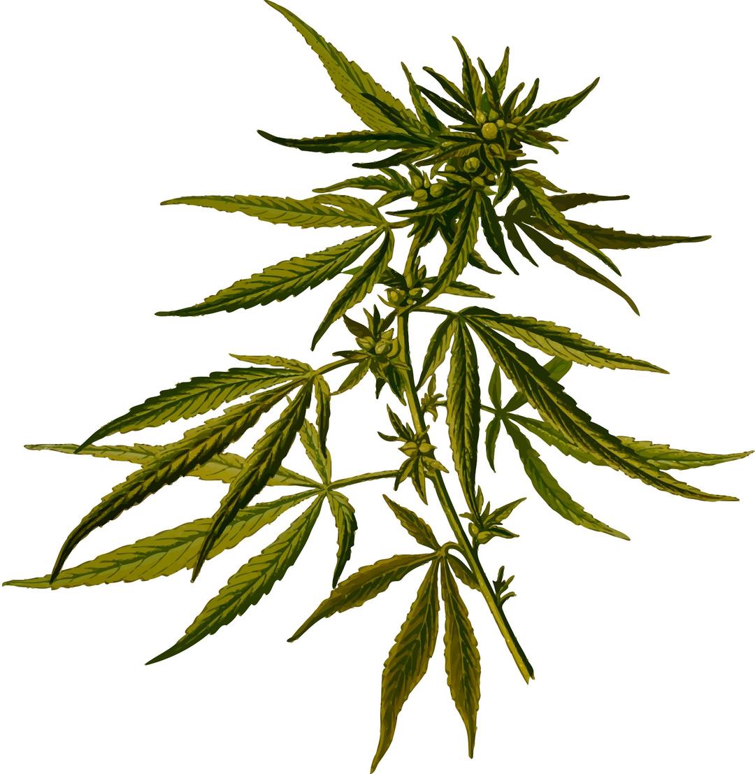 Cannabis (detailed)  png transparent