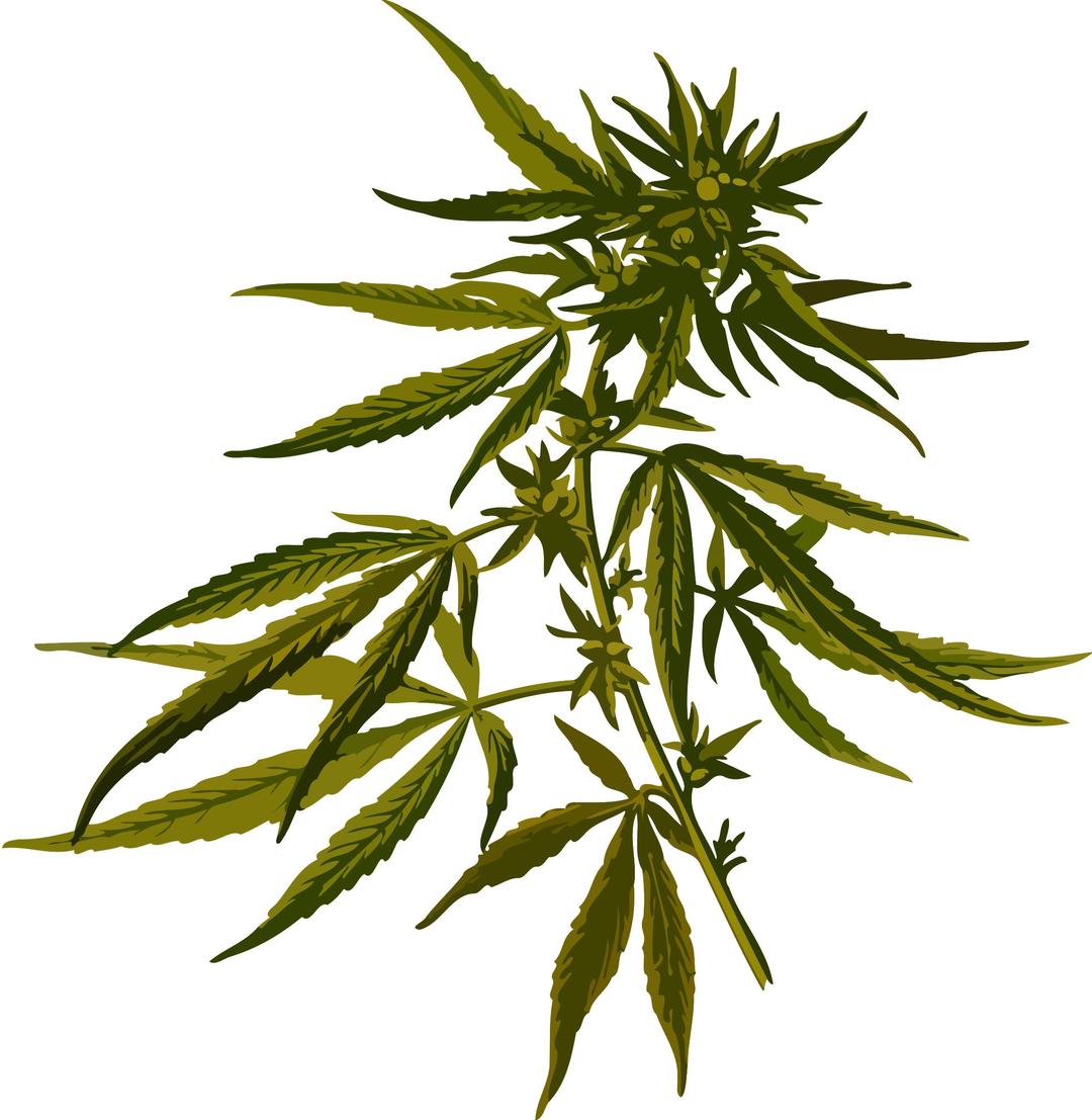 Cannabis (low resolution) png transparent