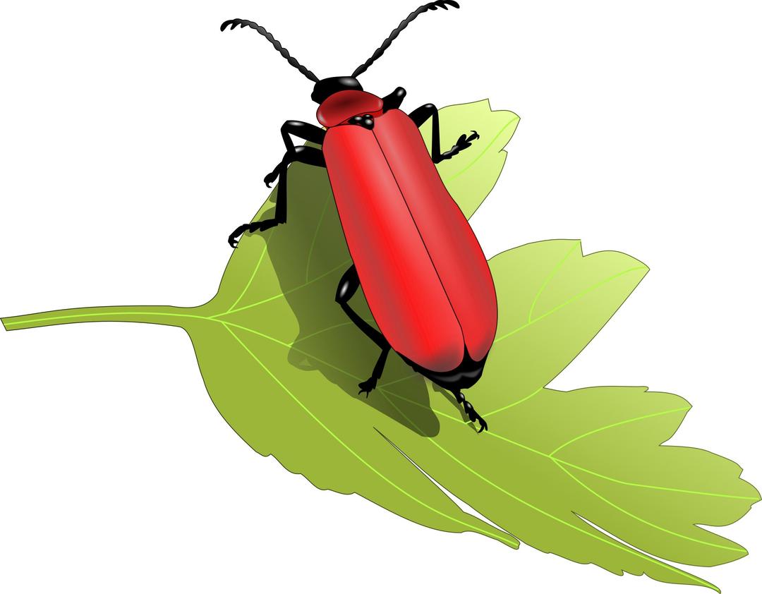 Cardinal beetle (Pyrochroa coccinea) png transparent