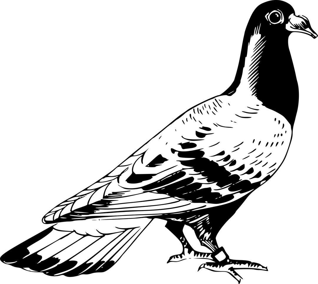 Carrier pigeon 2 png transparent