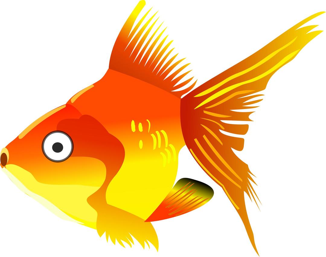 Cartoon goldfish png transparent