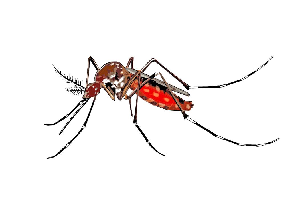 cartoon mosquito spreading Aedes aegypti png transparent