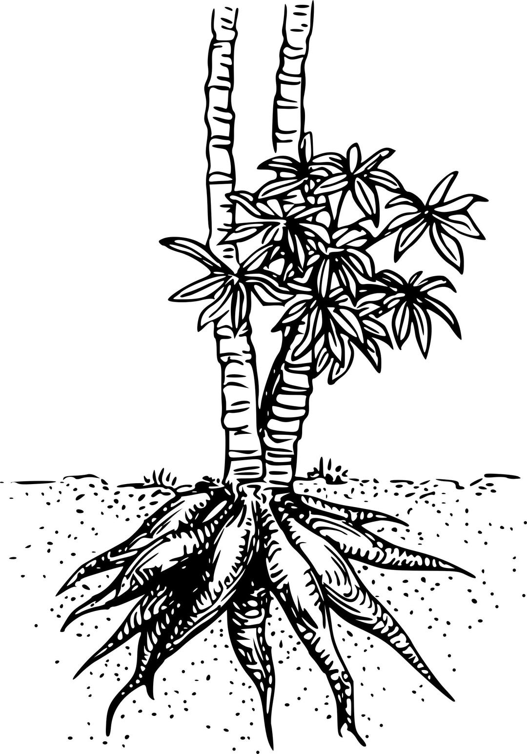 Cassava png transparent