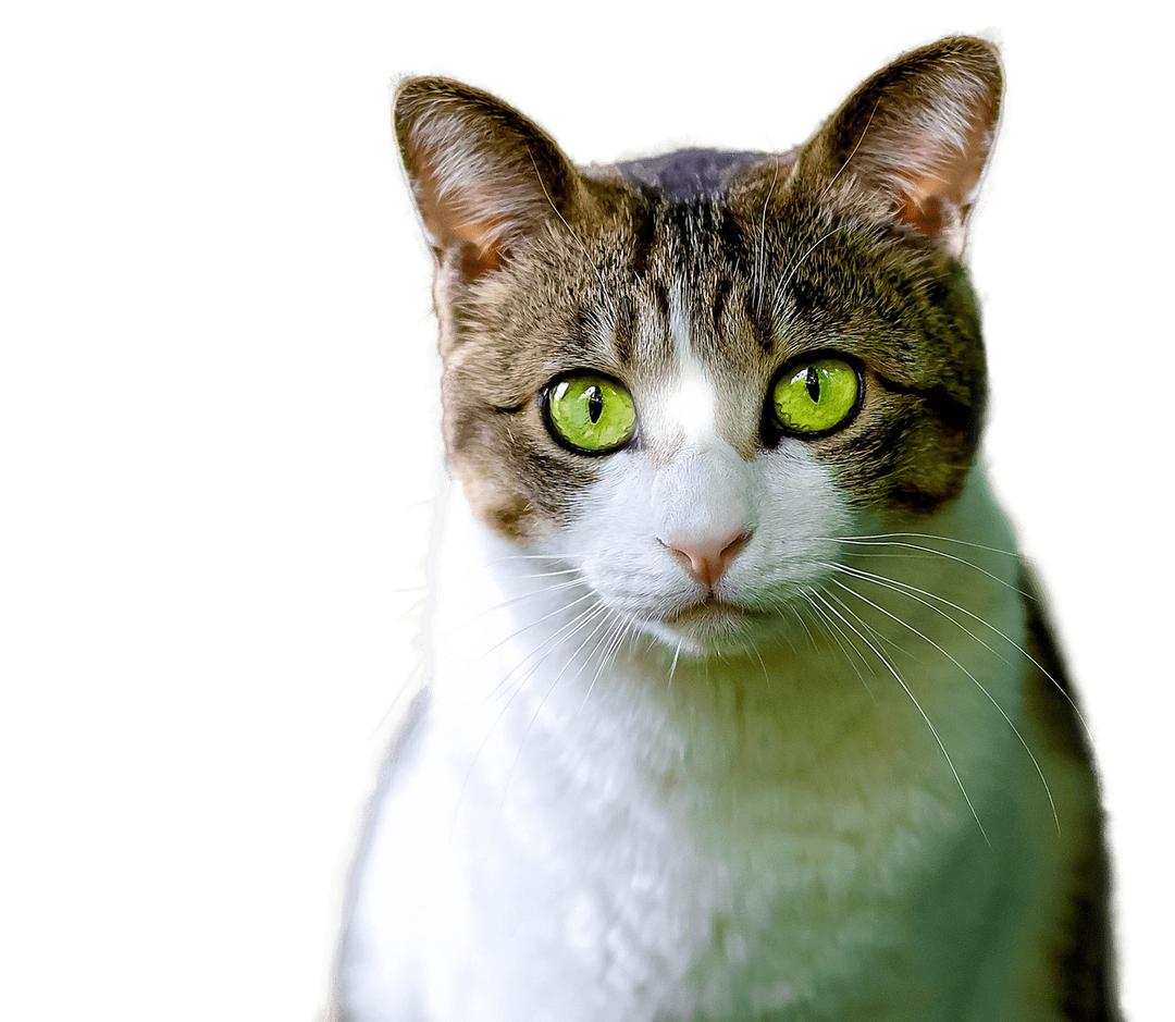 Cat Green Eyes png transparent