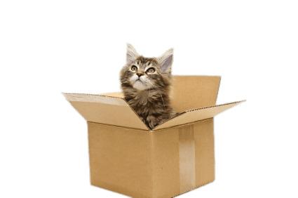 Cat In Cardboard Box png transparent