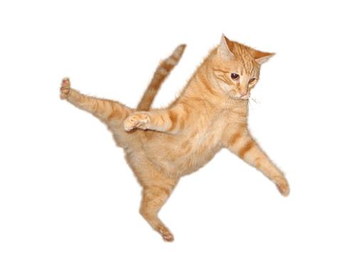 Cat Jump png transparent