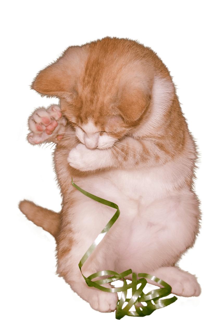 Cat Kitten Playing With Ribbon png transparent