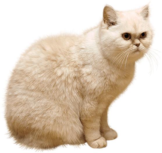 Cat Looking Right png transparent