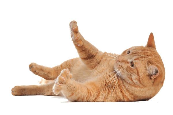 Cat on His Back png transparent