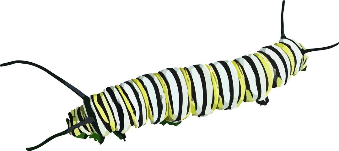 Caterpillar (D. plexippus) II png transparent
