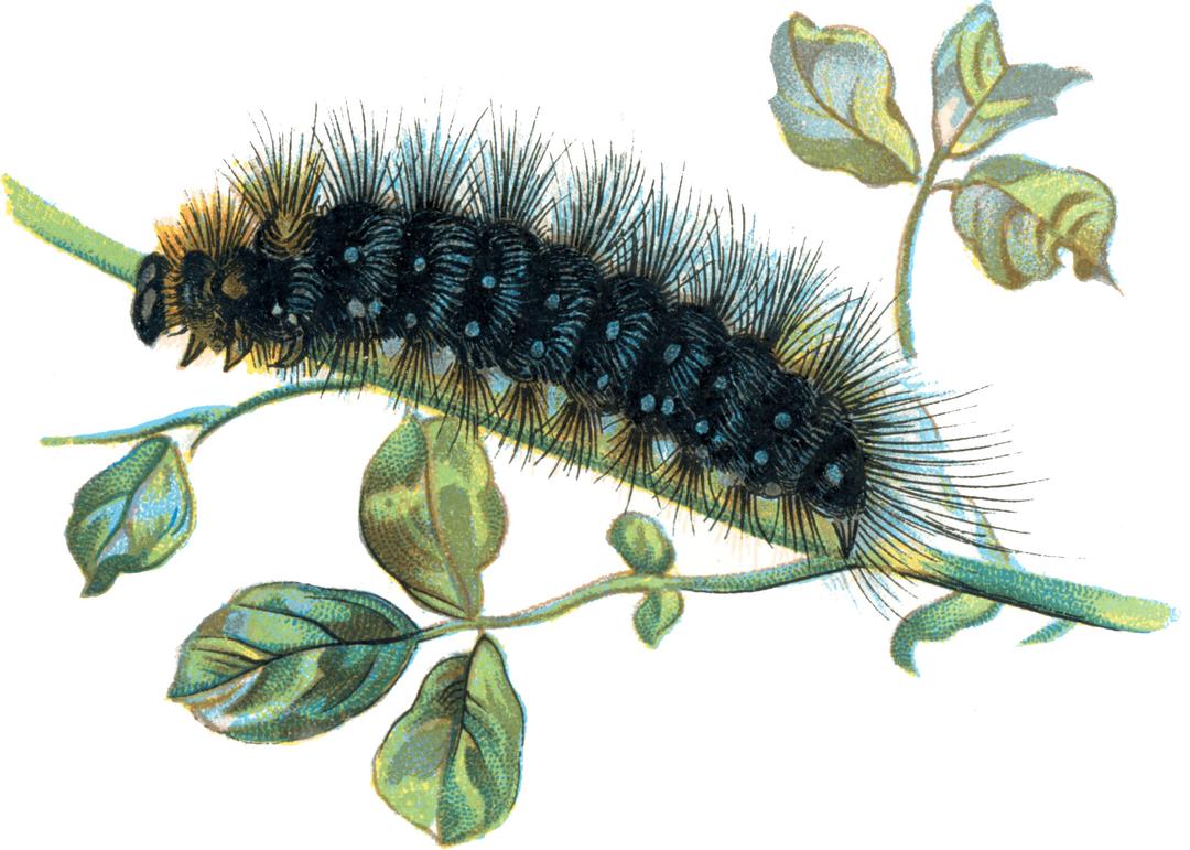 Caterpillar on Branch png transparent