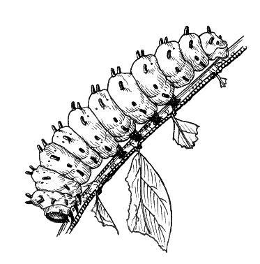 Caterpillar Vintage Drawing png transparent