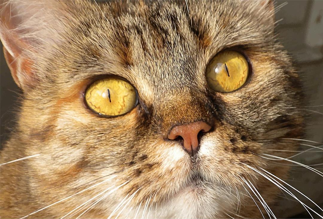 Cat's Eyes png transparent