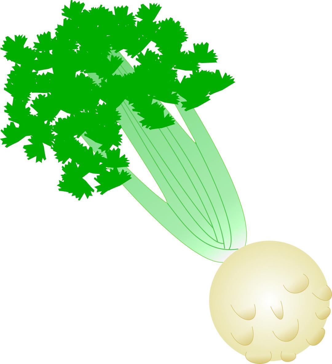 Celery with root png transparent