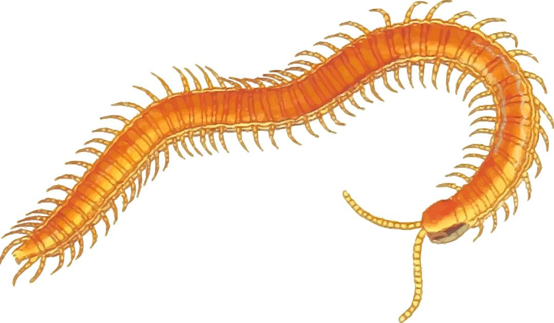 Centipede png transparent
