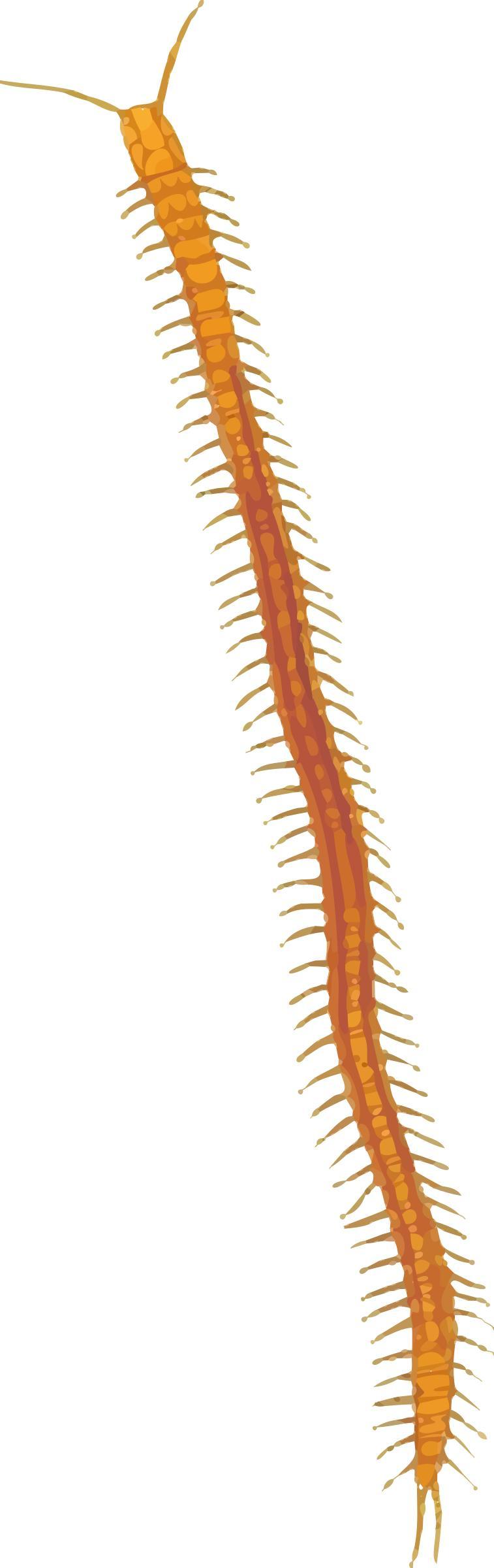 Centipede 2 png transparent