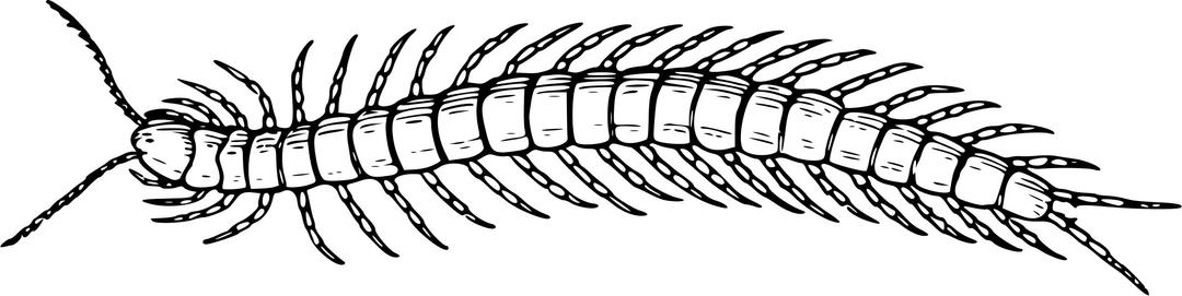 Centipede 3 png transparent