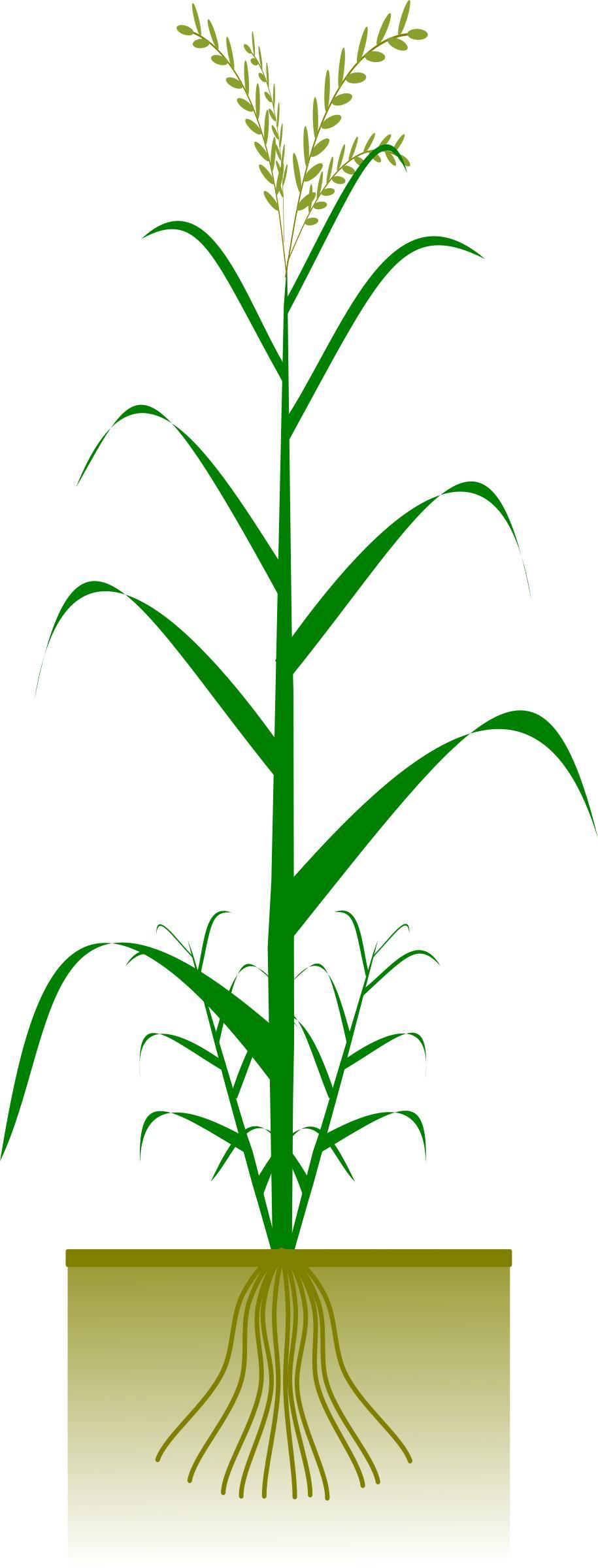 Cereal plant png transparent