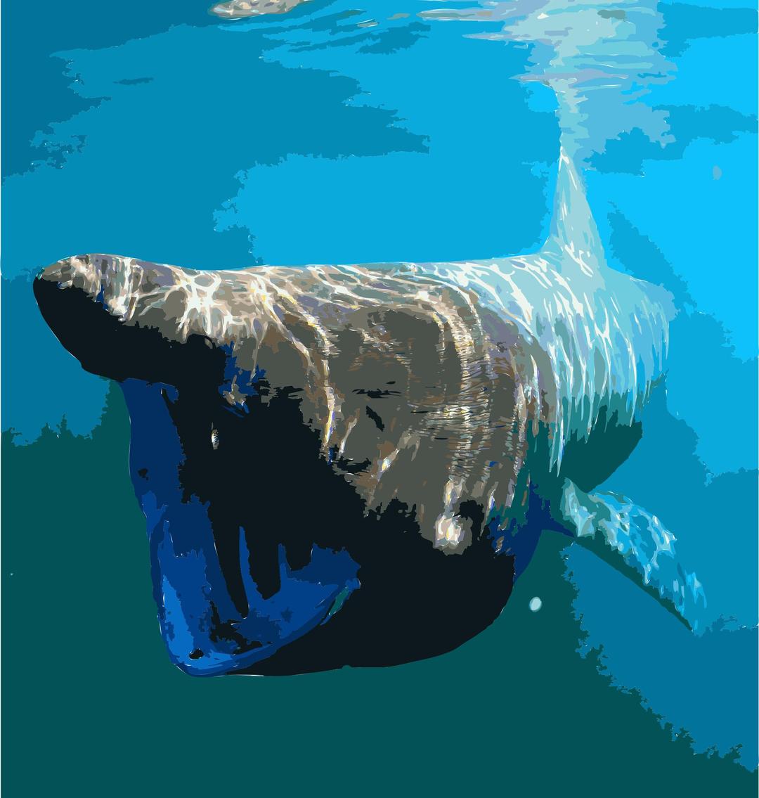 Cetorhinus maximus by greg skomal png transparent