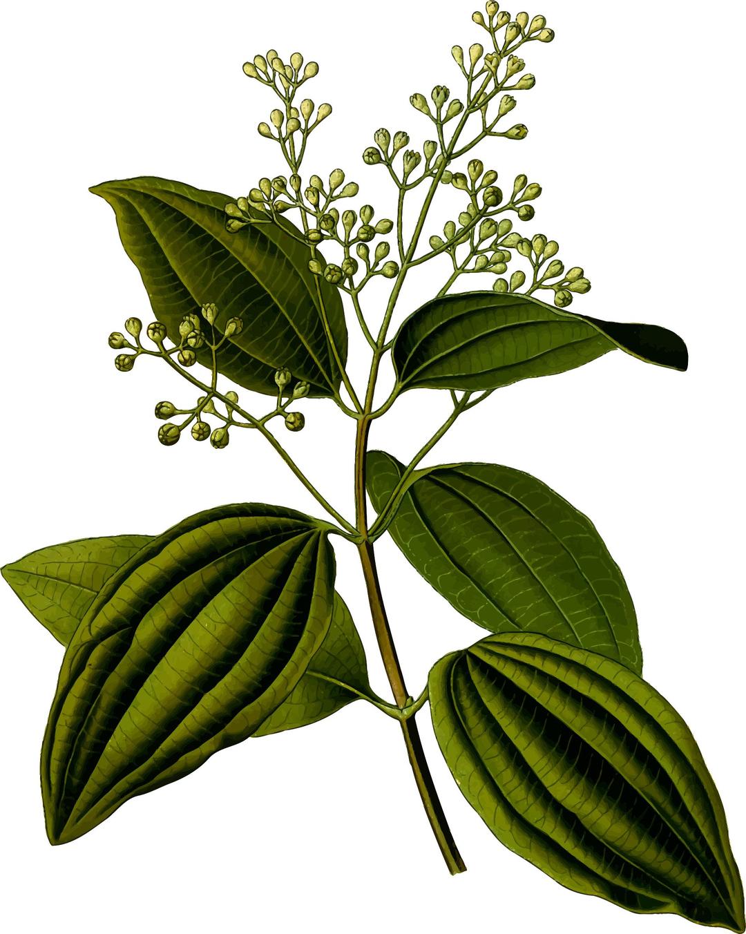 Ceylon cinnamon (detailed) png transparent