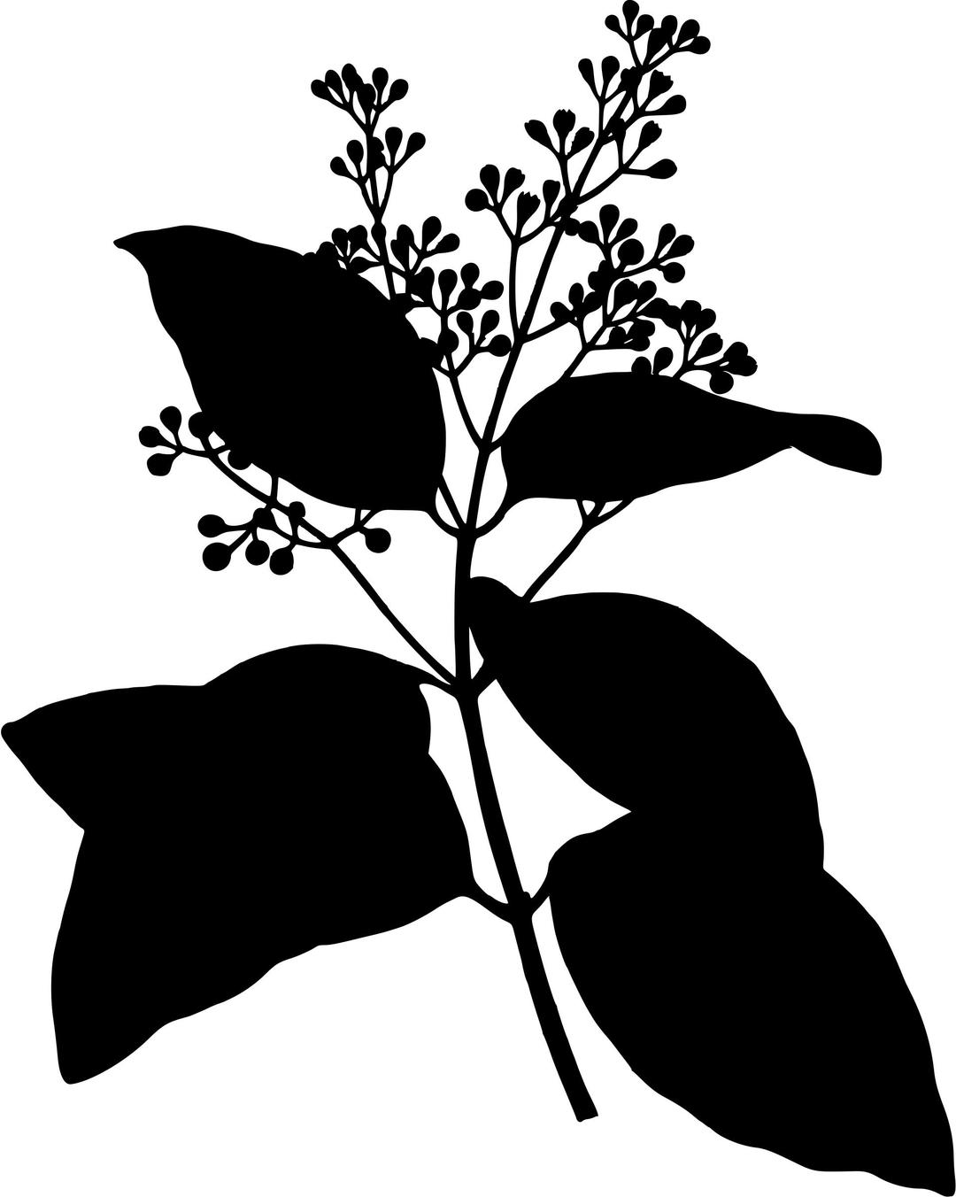 Ceylon cinnamon (silhouette) png transparent