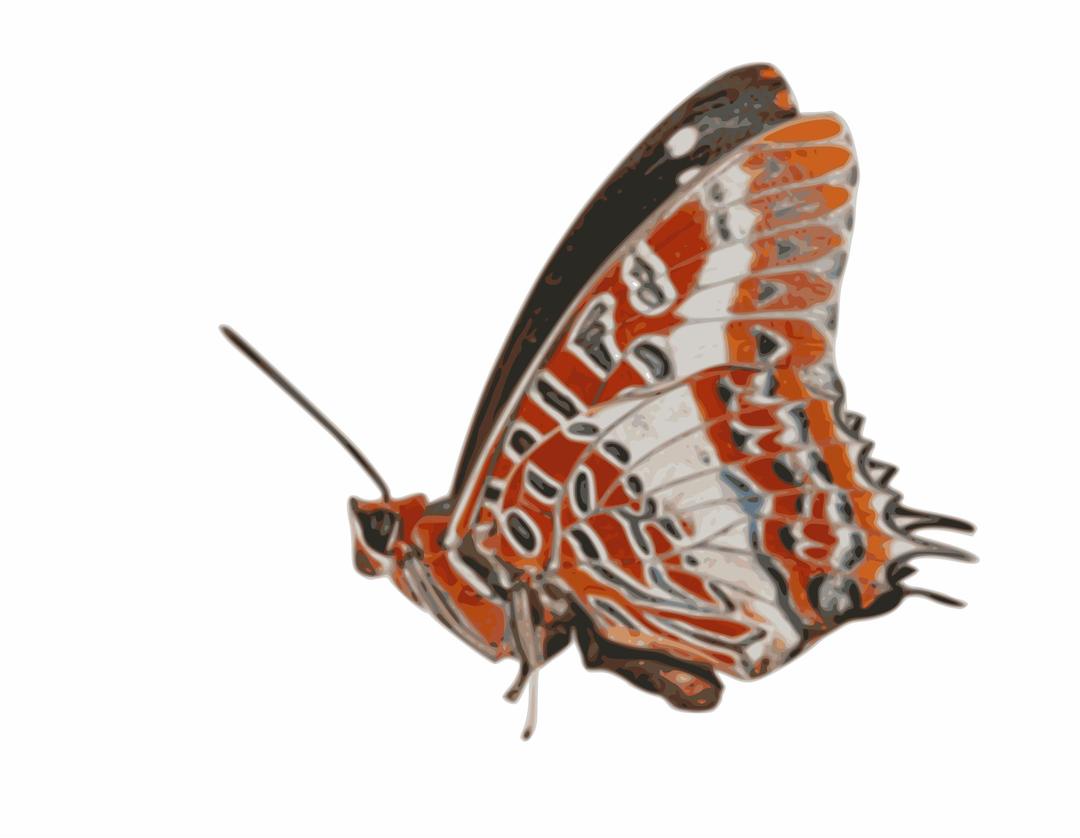 Charaxes brutus - butterfly png transparent