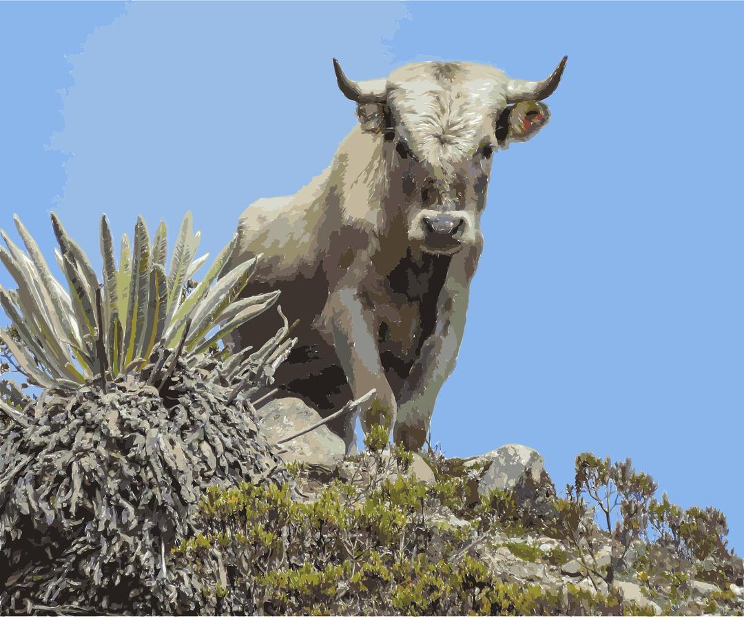 Charolais cattle, Sierra Nevada, Venezuela png transparent