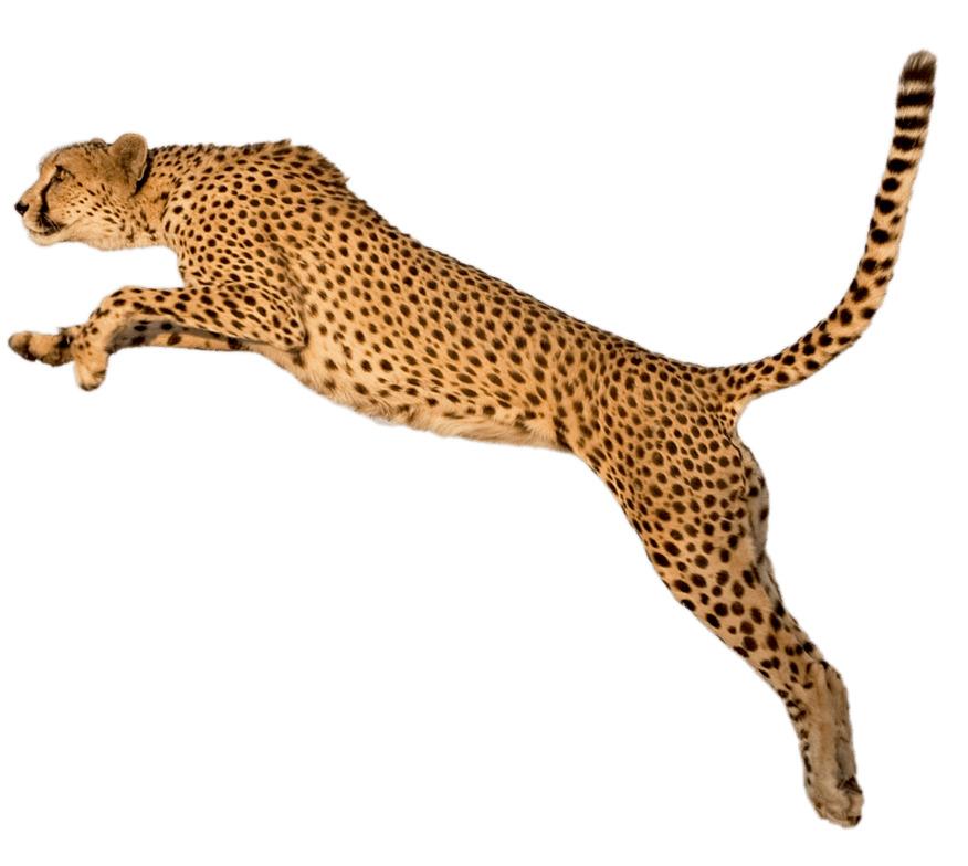 Cheetah Jump png transparent