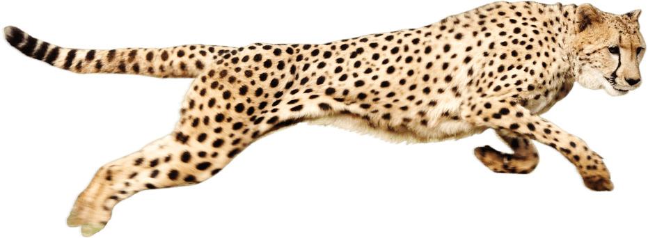 Cheetah Running png transparent