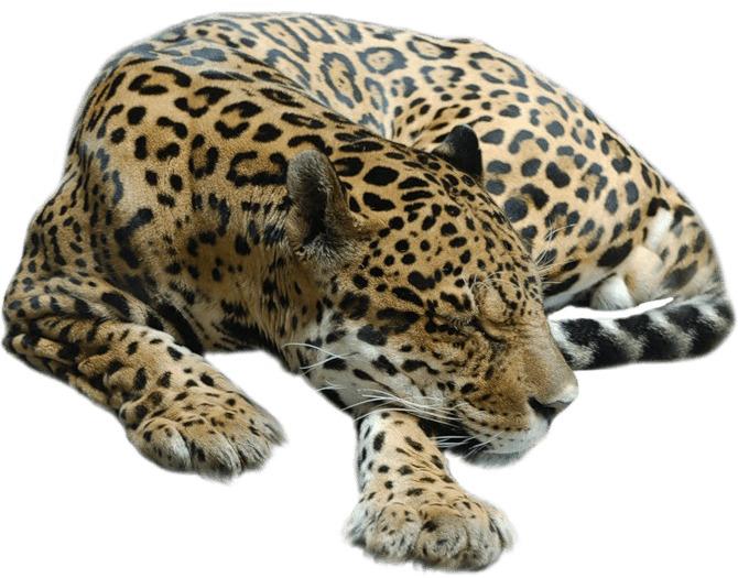 Cheetah Sleeping png transparent