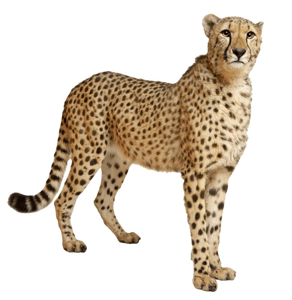 Cheetah Still png transparent
