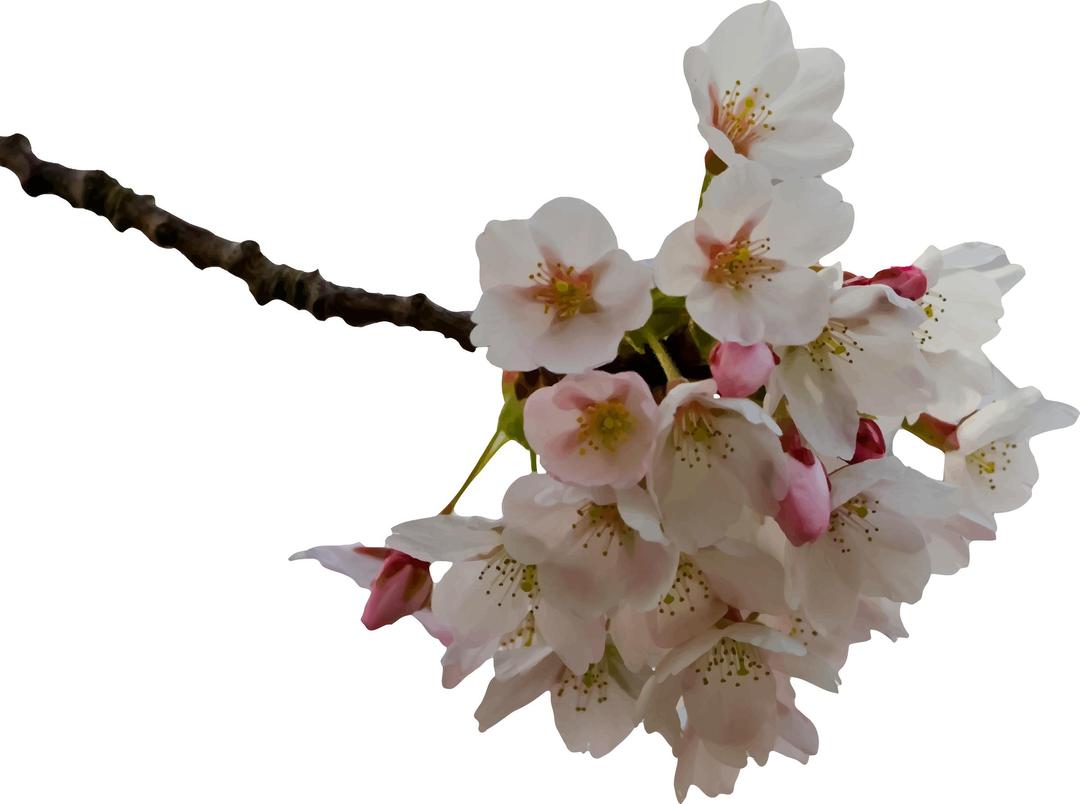 Cherry Blossom png transparent