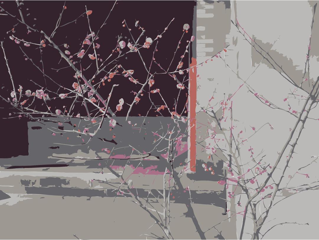 Cherry Blossoms png transparent