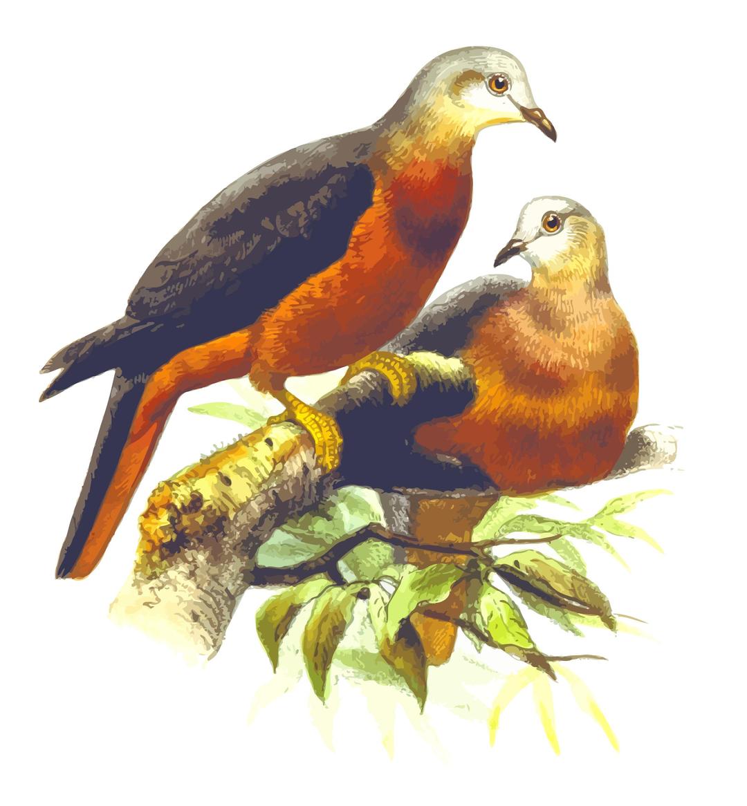 Chestnut-bellied imperial pigeon png transparent