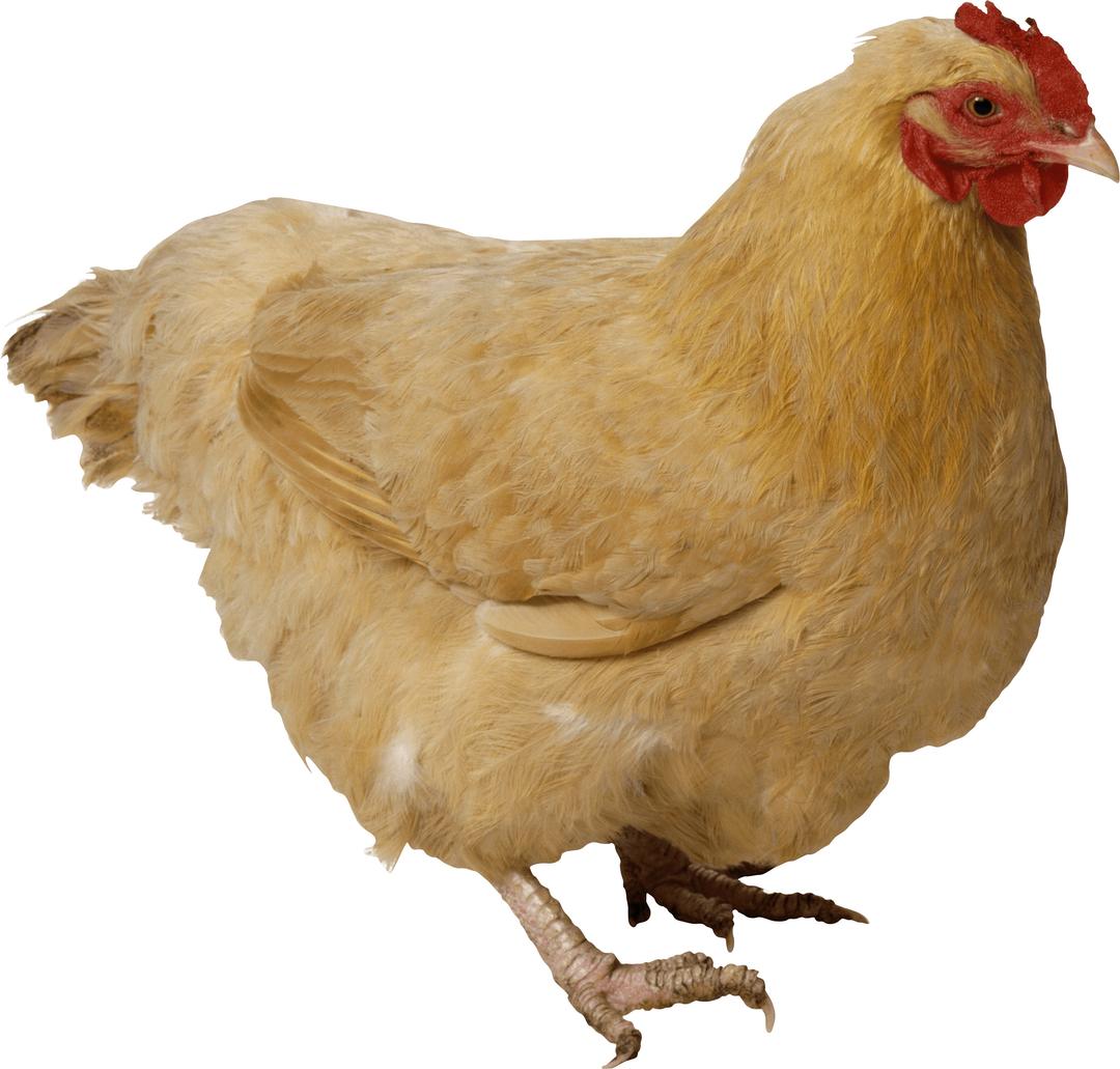 Chicken Brown png transparent