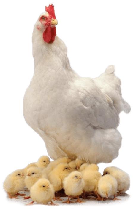 Chicken Family png transparent