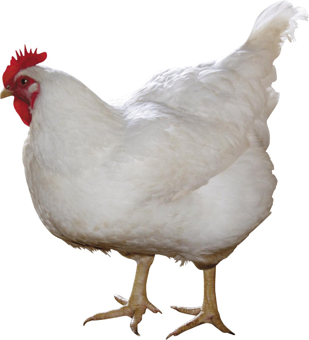 Chicken White png transparent