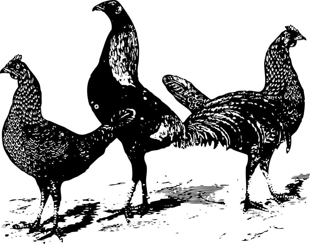 Chickens png transparent