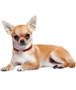 Chihuahua Lying Down png transparent