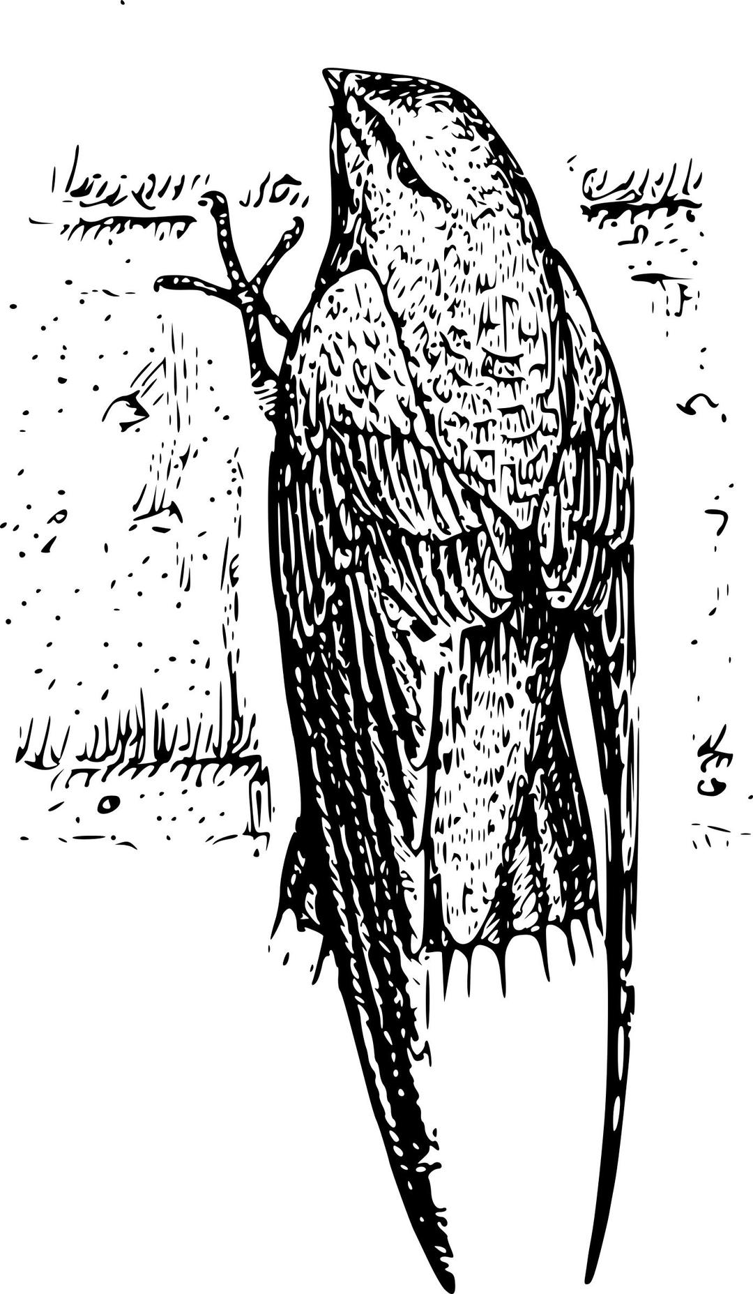 chimney swift (bird) png transparent