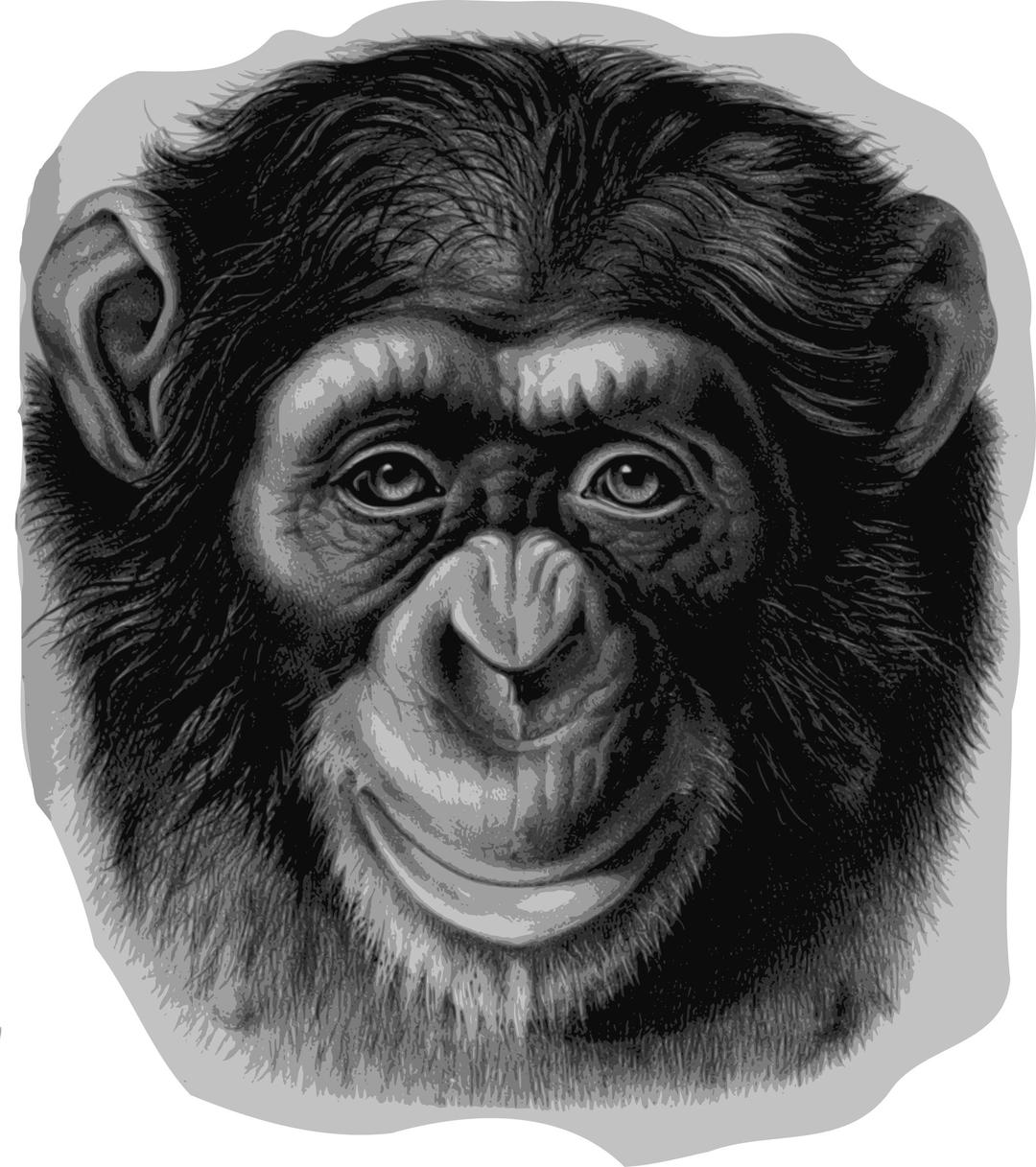 Chimpanzee Head png transparent