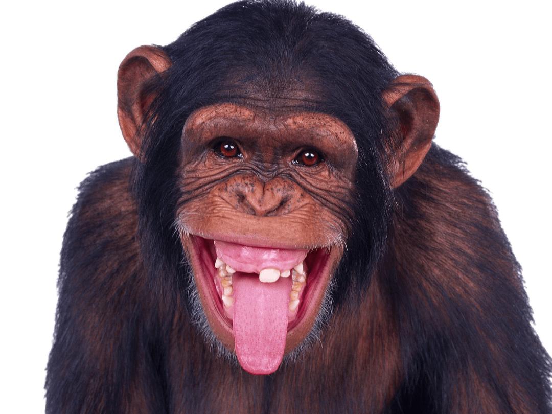 Chimpanzee Sticking Out Tongue png transparent