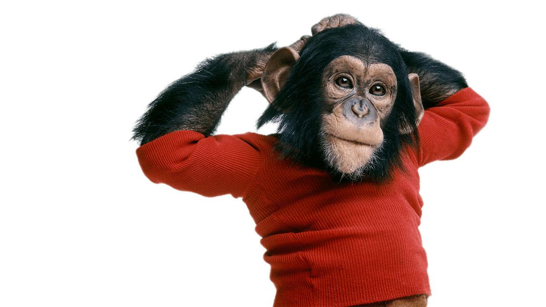 Chimpanzee Wearing Sweater png transparent
