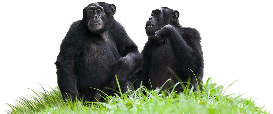 Chimpanzees Sitting on Grass png transparent