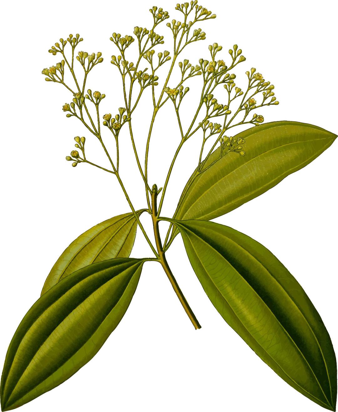 Chinese cinnamon (detailed) png transparent