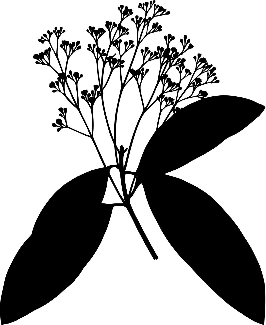 Chinese cinnamon (silhouette) png transparent